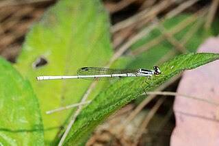 <i>Agriocnemis argentea</i> Species of damselfly