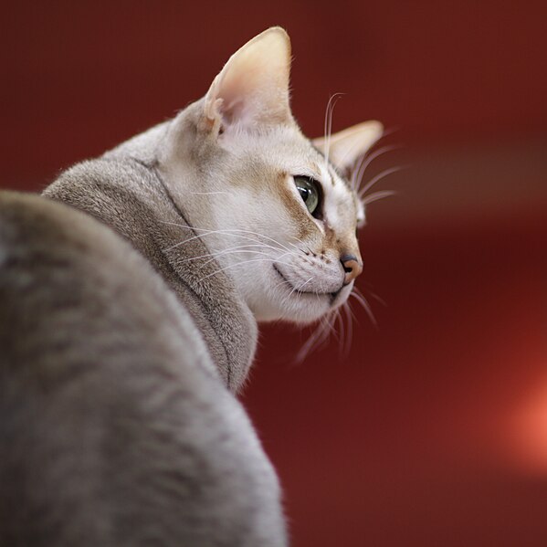 File:Singapura cat looking around (2011 photo; cropped 2023).jpg