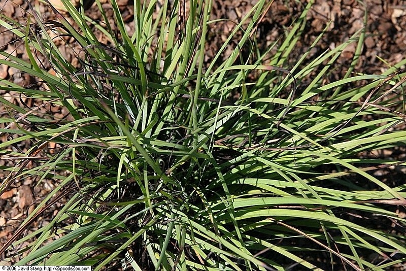 File:Sisyrinchium mucronatum 3zz.jpg