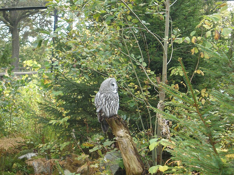 Skansen i ZOO, Sztokholm 18.JPG