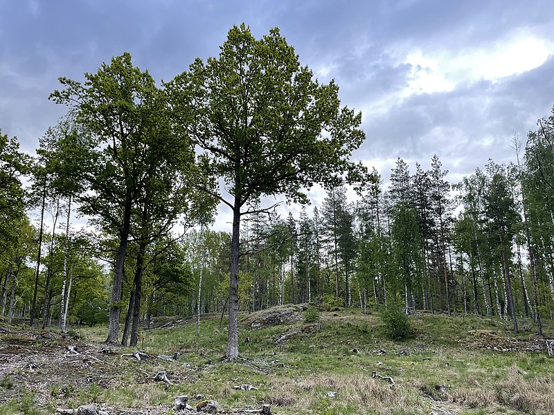 File:Skogen i Timmermon naturreservat.jpg