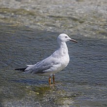 Slender-billed gull (Chroicocephalus genei) Bahrain.jpg
