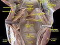 Larynx, pharynx and tongue.Deep dissection, posterior view.