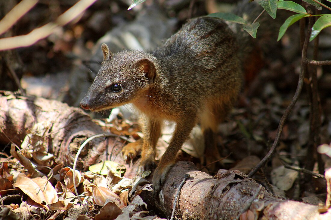 Mungotictis decemlineata