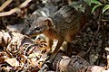 narrow-striped mongoose