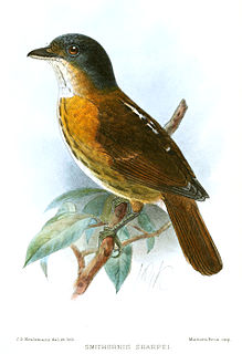 <span class="mw-page-title-main">Grey-headed broadbill</span> Species of bird