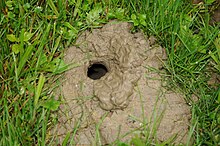 An outside view of a snake burrow (species unknown) Snake Hole.jpg