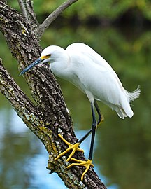 Aigrette neigeuse (Egretta thula)