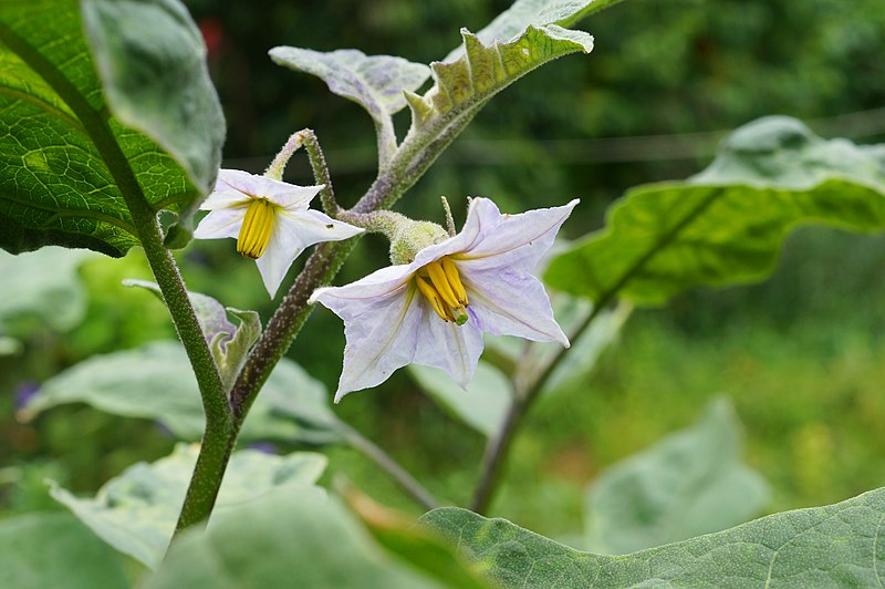 File:Solanum melongena 01.JPG