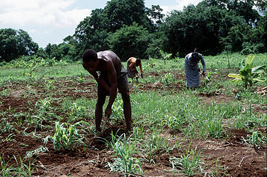 Bestaansboere besig in 'n land van hongersnood. Somalië, 1993.
