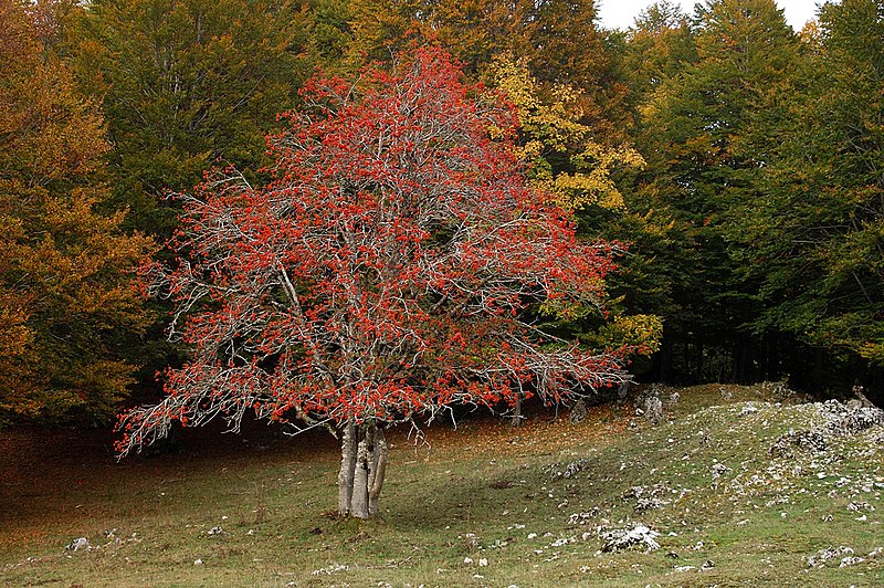 File:Sorbo degli Uccellatori (Sorbus aucuparia) in Autunno.jpg