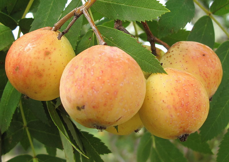 File:Sorbus domestica 000 045 481 O (cropped).jpg