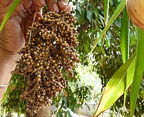 Sorghum Bicolor