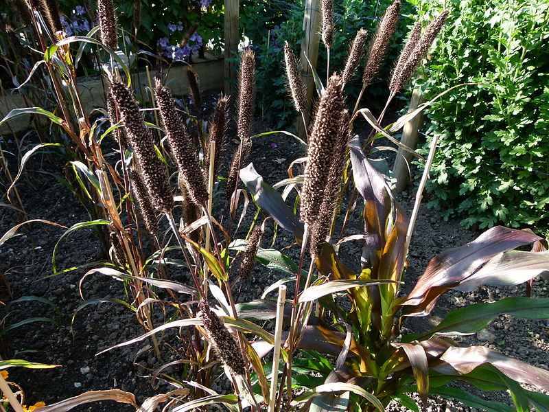 File:Sorghum nigrum 2.JPG