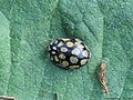 Sospita vigintiguttata (Linnaeus, 1758)