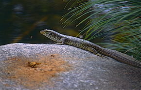 Beskrivelse av Southeastern Girdled Lizard (Zonosaurus maximus) (9634467343) .jpg-bilde.