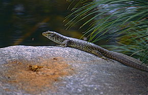 A délkeleti gyűrűs gyík (Zonosaurus maximus) (9634467343) .jpg képének leírása.