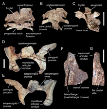 Skull elements of the holotype: braincase (A-C), right quadrate and pterygoid bones (D, E), and upper end of the right quadrate (F, G) Spinophorosaurus skull elements.png