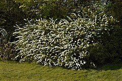 Spiraea cinerea A.jpg