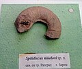 en:Spitidiscus nikolovi sp.n. Upper en:Barremian, North of en:Razgrad at the en:Sofia University "St. Kliment Ohridski" Museum of Paleontology and Historical Geology