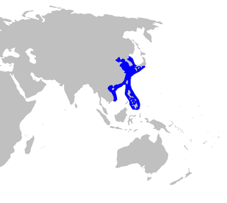 Japanese spurdog Species of shark