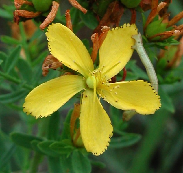 File:St. johns wort with caterpillar (5992419442).jpg