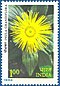 Stamp of India - 1982 - Colnect 169281 - Himalayan Flowers - Inula grandiflora.jpeg