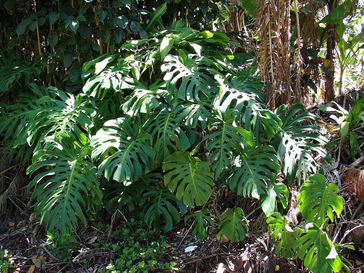  Monstera deliciosa  Wikimedia Commons