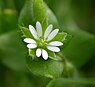 Muur (Stellaria)