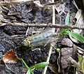 Stonefly sp.^ Plecoptera - Flickr - gailhampshire.jpg
