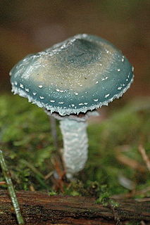 <i>Stropharia aeruginosa</i> Species of fungus