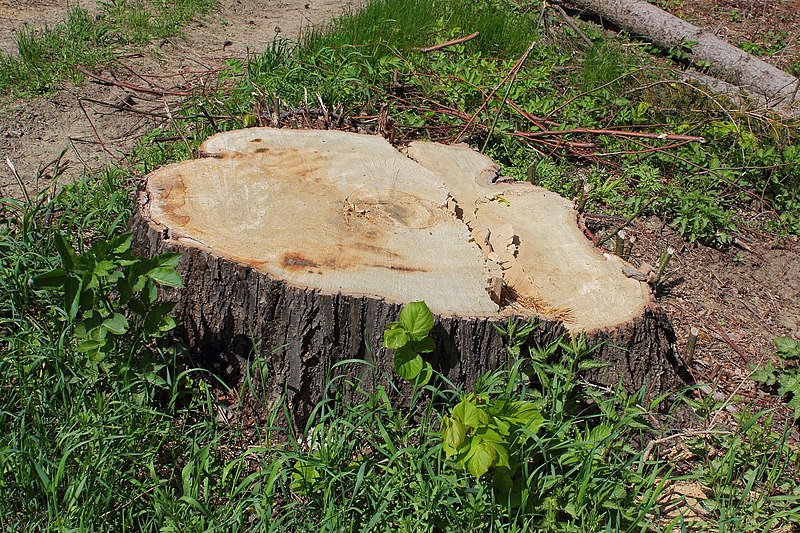 File:Stumpf der ehem. geschützten Linde bei Rudmanns 2015-05.jpg