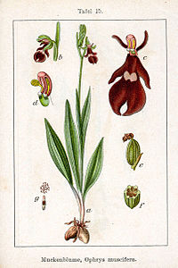 plate 15 archive copy at the Wayback Machine Ophrys insectifera