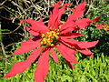 Euphorbia pulcherrima, besser bekannt als Weihnachtsstern in Südafrika (November 2008)