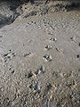 Tiger pug marks at Sunderbans tiger reserve, West Bengal