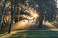 Sunlight Through The Trees (Unsplash).jpg