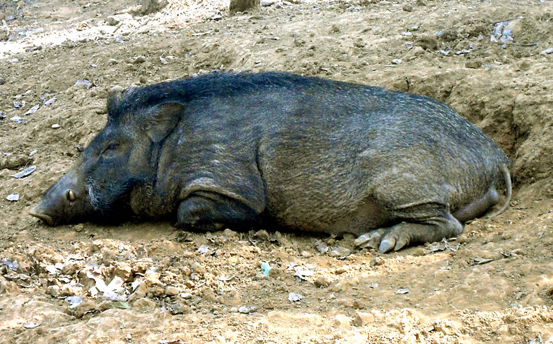 File:Sus scrofa Wild Boar at IGZoopark Visakhapatnam (1).JPG