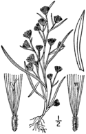 Symphyotrichum ciliatum drawing.png