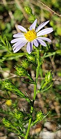 Part of an inflorescence of Symphyotrichum kentuckiense showing glabrous stem, many flower heads, and one in bloom with blue-violet ray florets