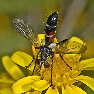 <i>Cylindromyia interrupta</i> Species of fly