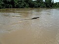 Thumbnail for Aguapeí River (São Paulo)