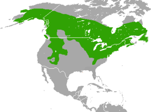 Tamiasciurus hudsonicus range map.png