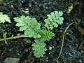 Tanacetum cilicicum