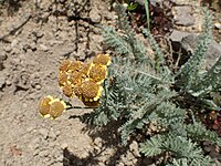 Tanacetum millefolium