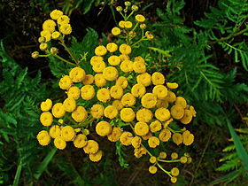 Tanacetum vulgare (Tansy)