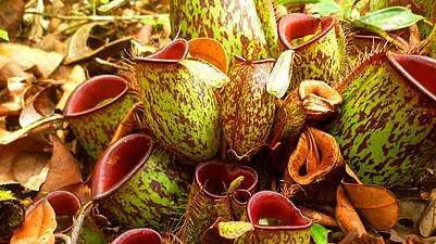 Pitcher plant (Nepenthes ampullaria)