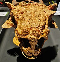 Tête de mort Tarchia gigantea avant 4.JPG