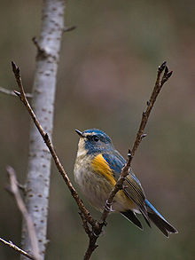 Red-flanked bluetail - Wikipedia