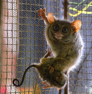 <span class="mw-page-title-main">Makassar tarsier</span> Species of primate