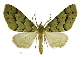 <i>Tatosoma lestevata</i> Species of moth endemic to New Zealand